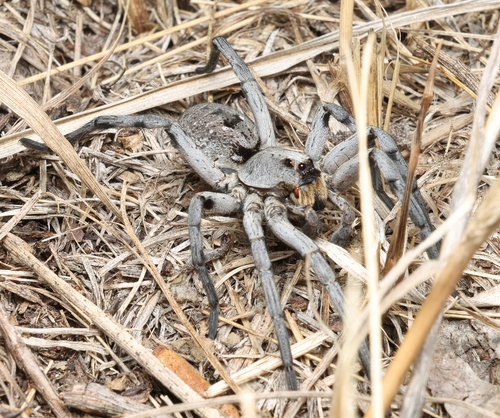 Carolina wolf spider