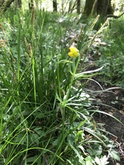 Ranunculus auricomus