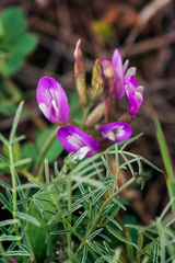 Astragalus subuliformis