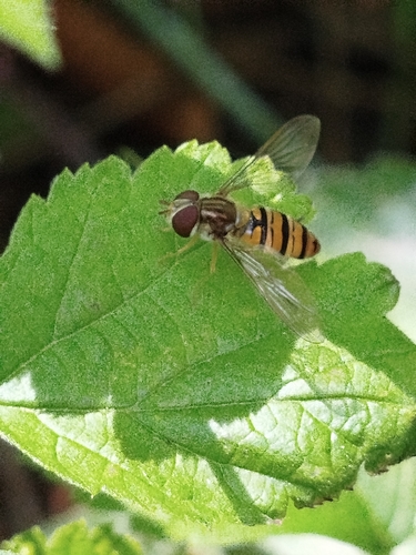 Marmalade Hover Fly