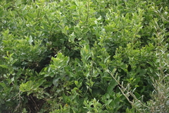 Solanum africanum