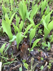Convallaria majalis