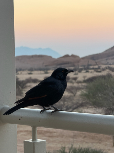 Pale-winged Starling