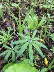 Galium intermedium