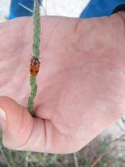 Tituboea sexmaculata