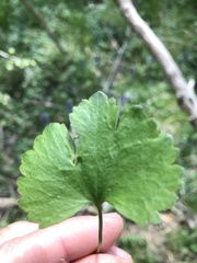 Ranunculus auricomus
