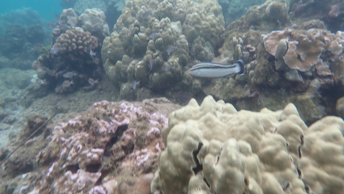 Coris flavovittata observed 2026-08-30