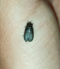 Lamprohiza splendidula