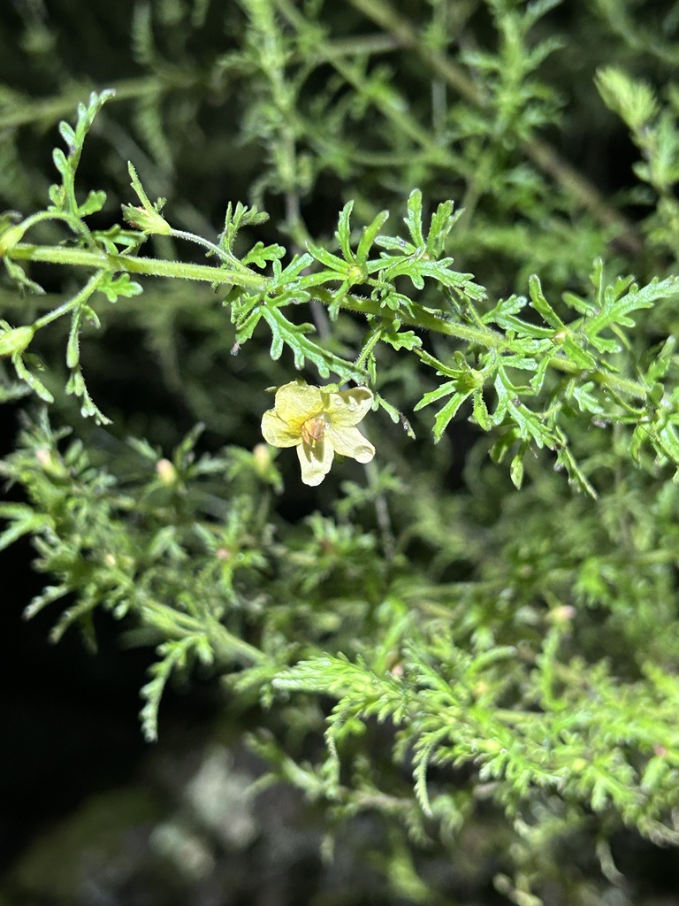 Seymeria sinaloana