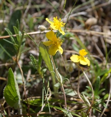 Helianthemum oelandicum orientale