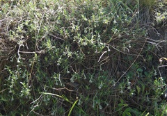 Helianthemum oelandicum orientale