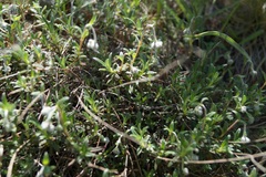 Helianthemum oelandicum orientale