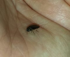 Lamprohiza splendidula