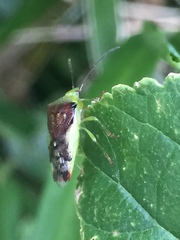 Elasmostethus nubilus