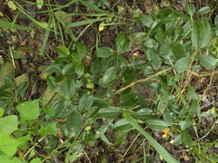 Smilax china, photograph (c) Yu-Huang Wang, some rights reserved (CC BY)