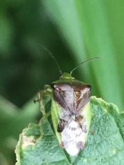 Elasmostethus nubilus