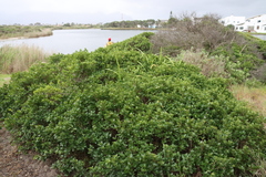 Searsia crenata, photograph (c) Tony Rebelo, some rights reserved (CC BY-SA)