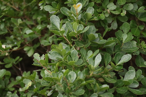 Searsia crenata, photograph 5