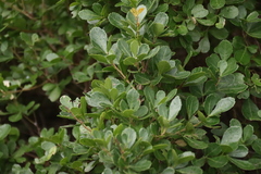Searsia crenata, photograph (c) Tony Rebelo, some rights reserved (CC BY-SA)