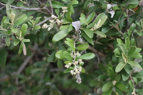 Tarchonanthus littoralis, photograph 6