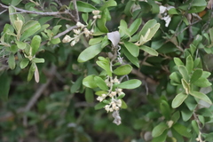 Tarchonanthus littoralis, photograph (c) Tony Rebelo, some rights reserved (CC BY-SA)