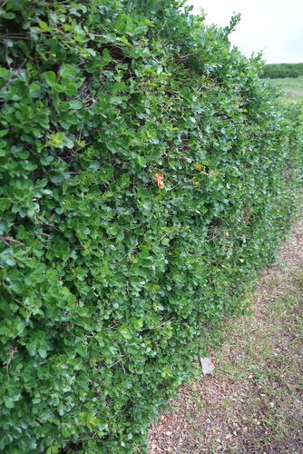 Searsia crenata, photograph 4