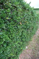 Searsia crenata, photograph (c) Tony Rebelo, some rights reserved (CC BY-SA)
