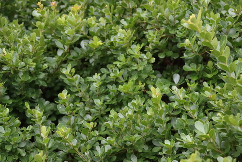 Searsia crenata, photograph 3