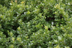 Searsia crenata, photograph (c) Tony Rebelo, some rights reserved (CC BY-SA)