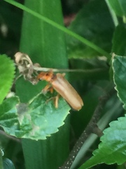 Lycocerus vitellinus