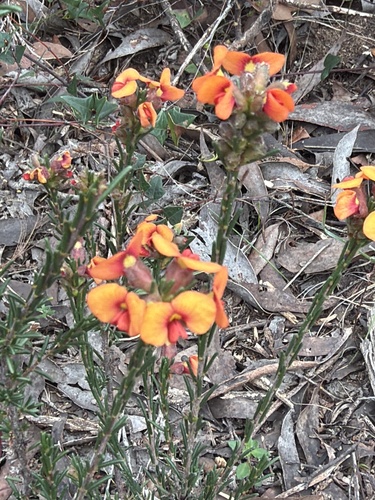 showy parrot-pea