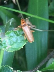 Lycocerus vitellinus