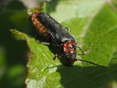 Cantharis rustica