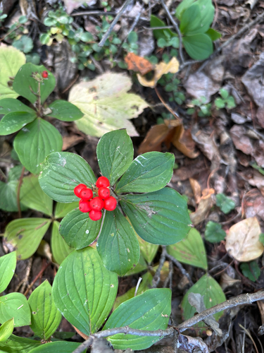 Canadian bunchberry