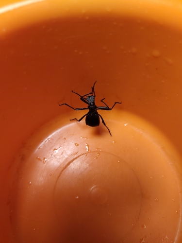 Leptoderis solieri