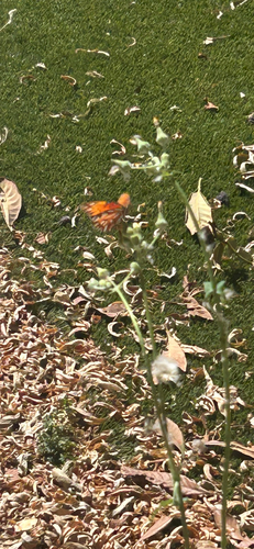 Gulf Fritillary