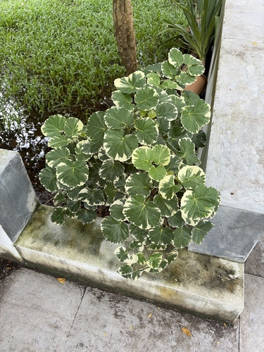 Polyscias scutellaria observed 2026-09-02