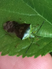 Elasmostethus nubilus