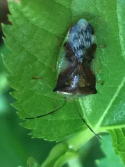 Elasmostethus nubilus