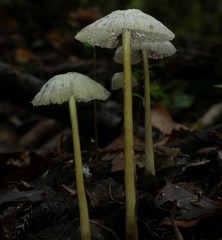 Laccaria masoniae