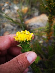 Aspalathus aspalathoides