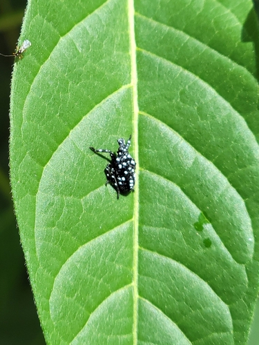 Spotted Lanternfly