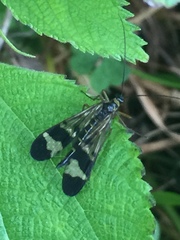 Panorpa japonica