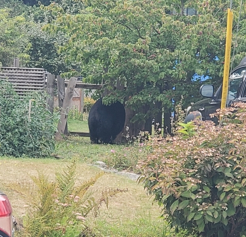 Black Bear sighting near Greater Vancouver