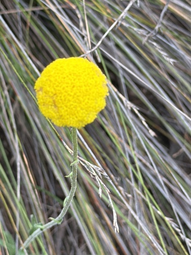 Common Billy buttons