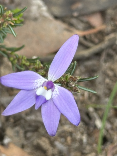 Waxlip Orchid