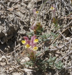 Scutellaria orientalis orientalis