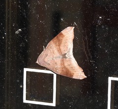 Bastilla hamatilis