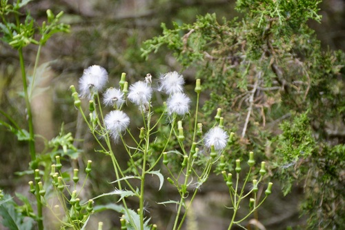 American burnweed