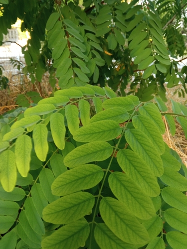 black locust